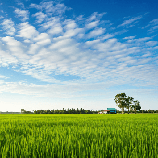 High-quality Rice Fields - Can Tho