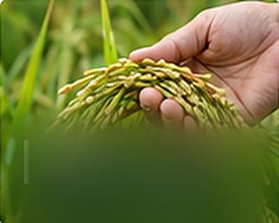 Bàn tay nâng bông lúa chín trên cánh đồng